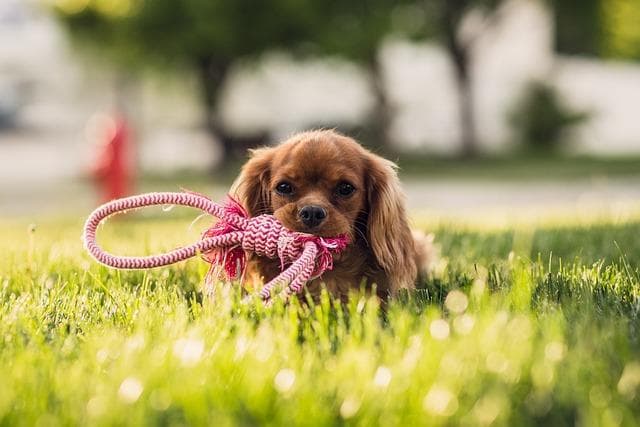 狗狗受伤了怎么办？狗狗受伤后如何处理？