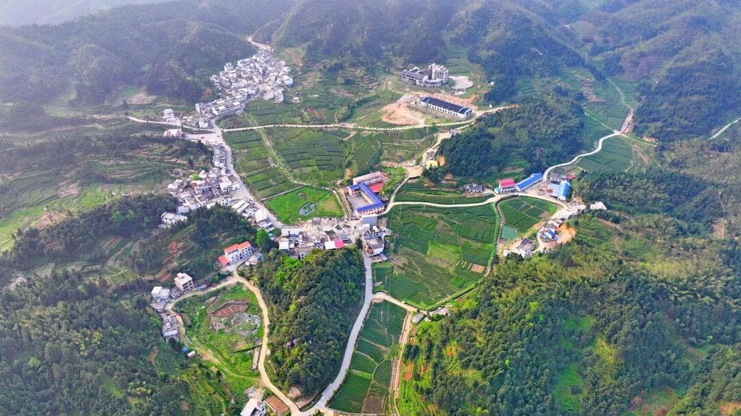 常宁塔山茶：高山云雾中续写芬芳传奇