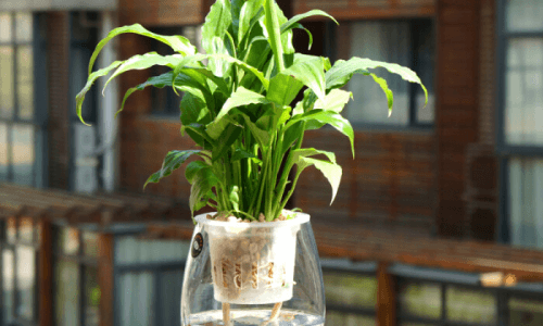 适合室外的水培植物有哪些？养护要点全解析