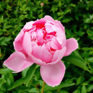 “花中之王”与“花中宰相”：牡丹与芍药