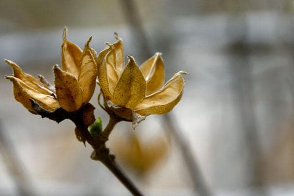 农历四月八是什么节日：苗族四月八、陈东四月八、浴佛节、牛王诞