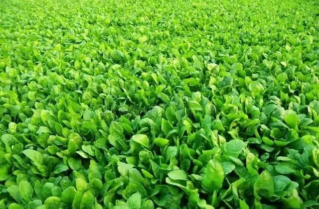 秋菠菜啥时候种？这3个茬口及时安排种植，秋冬菠菜吃都吃不完！
