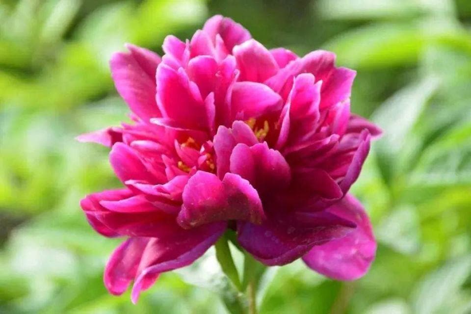 诗人咏花，八首芍药诗，花大色艳，又称花相
