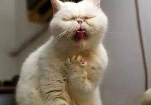 爱猫就来学猫语吧