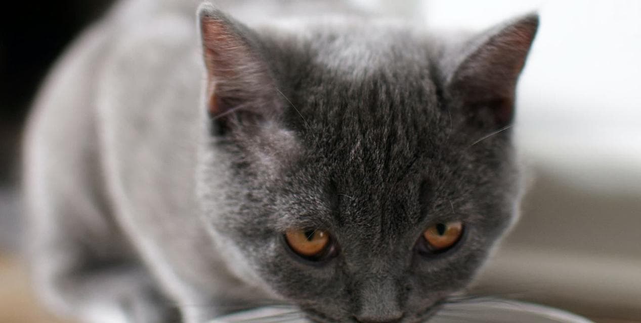 猫咪所需营养物质一览（全面了解猫咪所需的营养成分，让它们健康快乐成长）