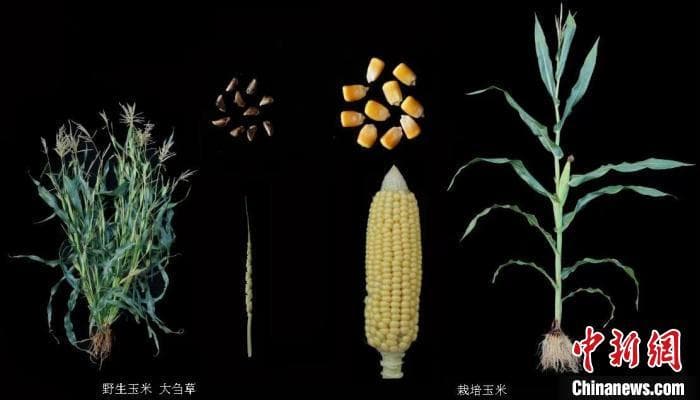 为提高玉米蛋白含量 中国科研人员从野生玉米中克隆变异基因