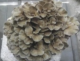 灰树花的营养与健康潜力：从天然补品到功能食品的全新视角