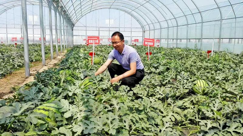 西瓜嫁接育苗技术详解：从砧木选择到嫁接管理