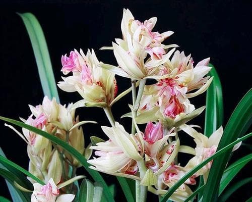 兰花的种植与养护（从入手到成长，轻松打造美丽园林）