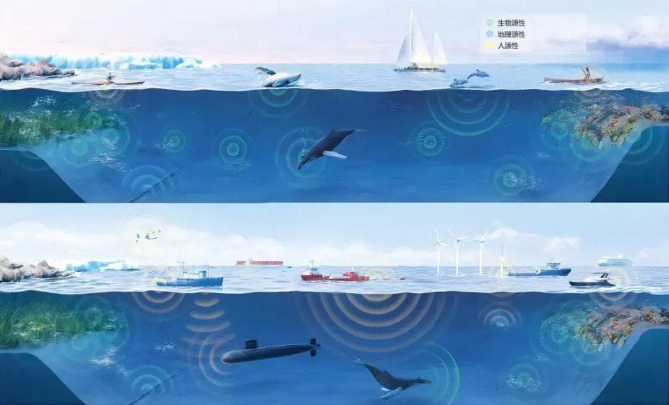 嘘！别让海洋噪声危害它们