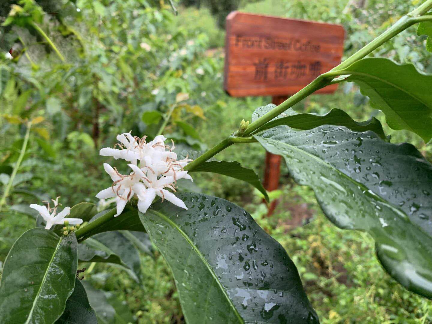 铁皮卡咖啡特点 蓝山、科纳、云南、曼特宁口感风味特点的区别