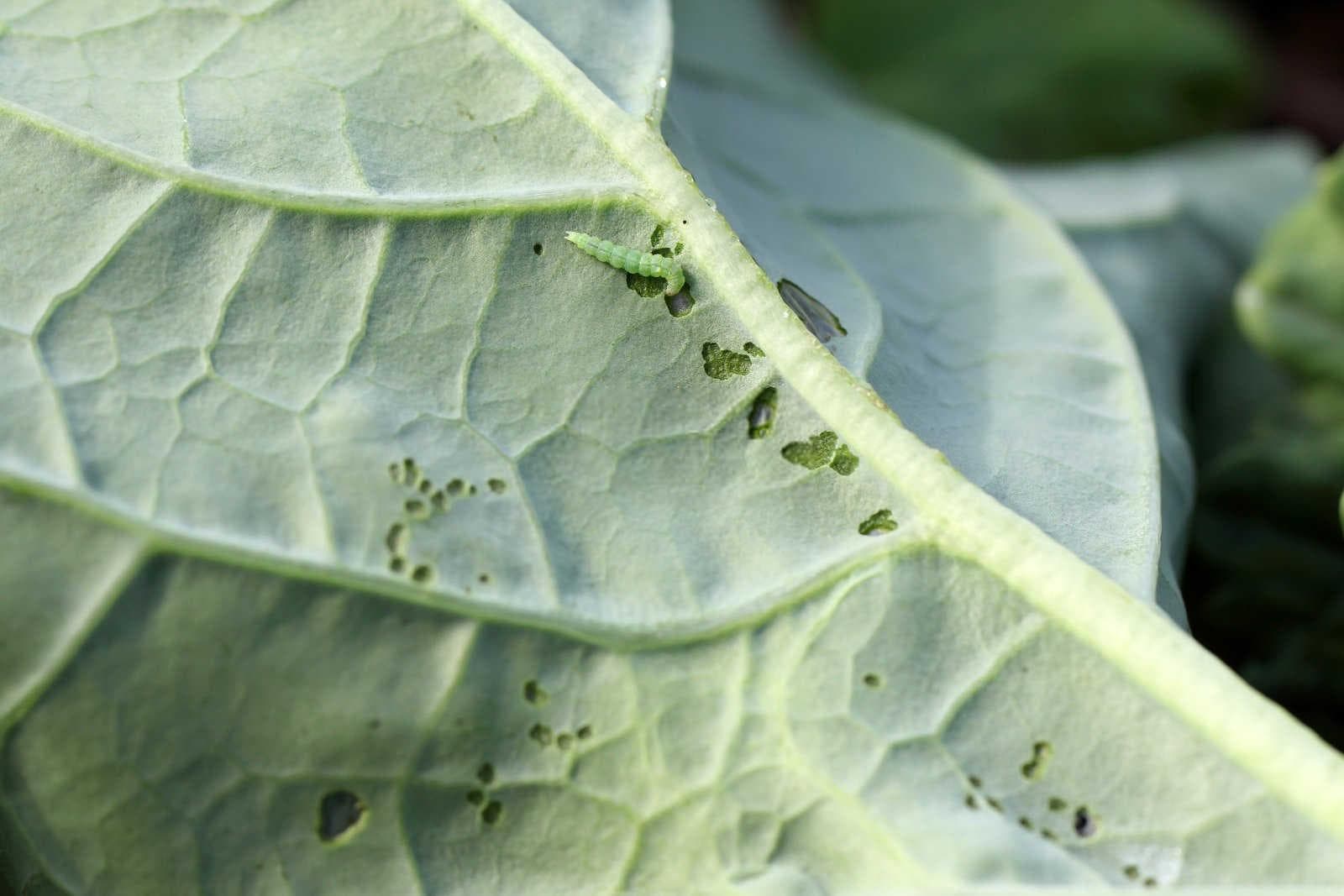 揭秘三大杀虫剂：虱螨脲、虫螨腈、茚虫威的区别与辨识？