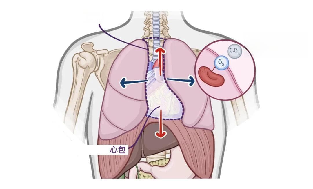 医学科普：认识我们的器官——心脏篇