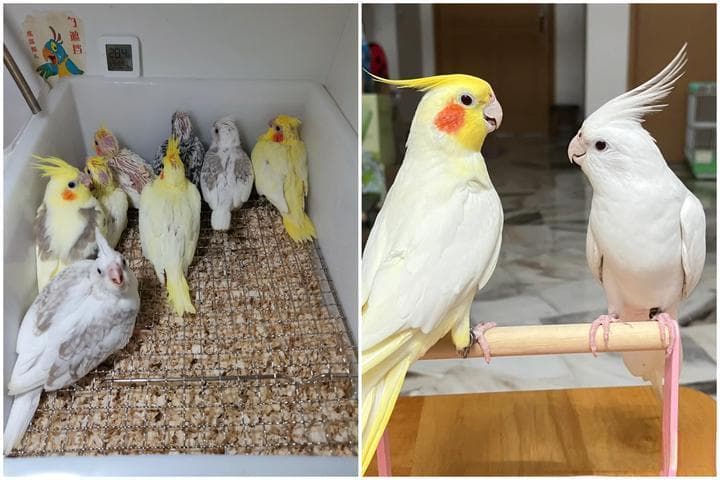 新手养鸟指南：玄凤鹦鹉与牡丹鹦鹉的全方位对比