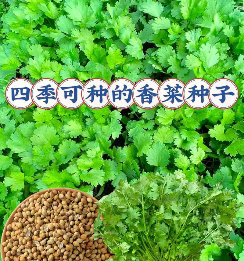 春天种植香菜的技巧（打造属于自己的香菜园）