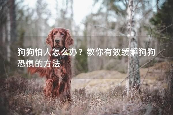 狗狗怕人怎么办？教你有效缓解狗狗恐惧的方法