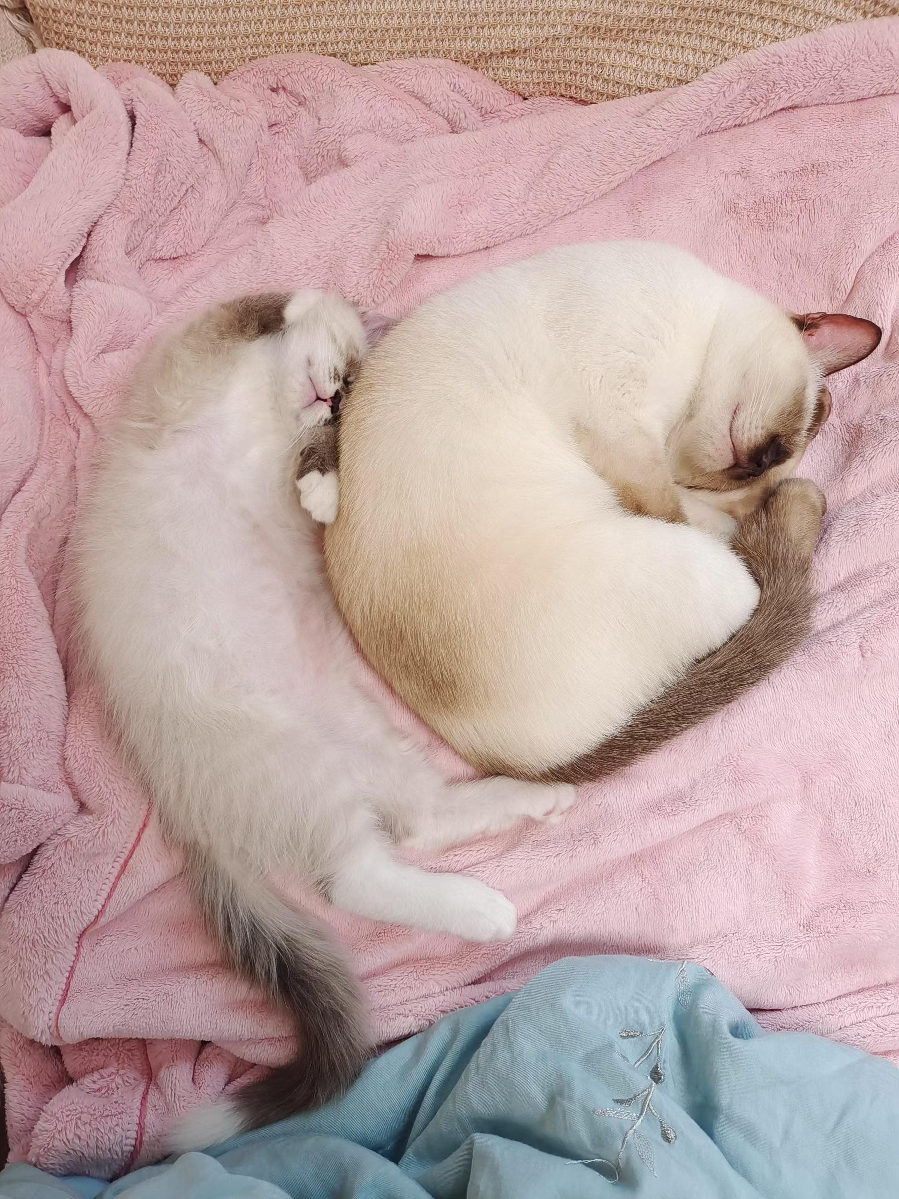 猫咪冬季温暖感获得小偏招