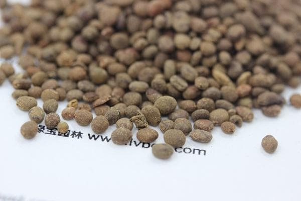 凤仙花什么时候播种？凤仙花播种以后多久开花？