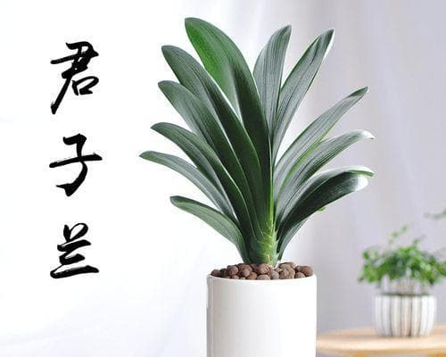 探秘君子兰：从耐旱到耐寒，揭秘君子兰的生命力