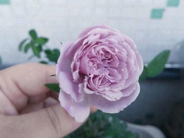 蓝色阴雨：德国培育的淡紫色藤本月季新品种