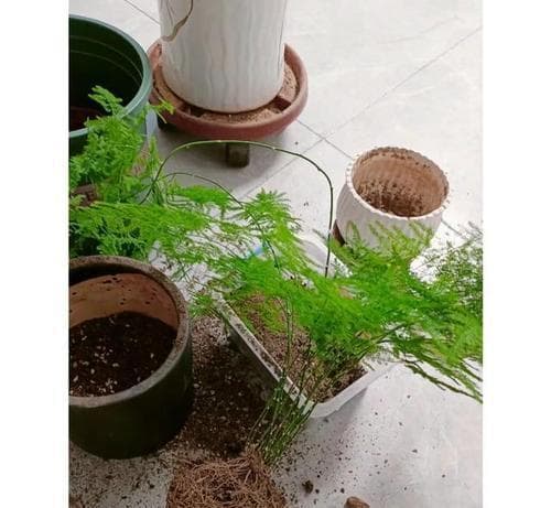 文竹的日常养护方法（为什么文竹不需要每天浇水？文竹的养护秘诀大揭秘！）