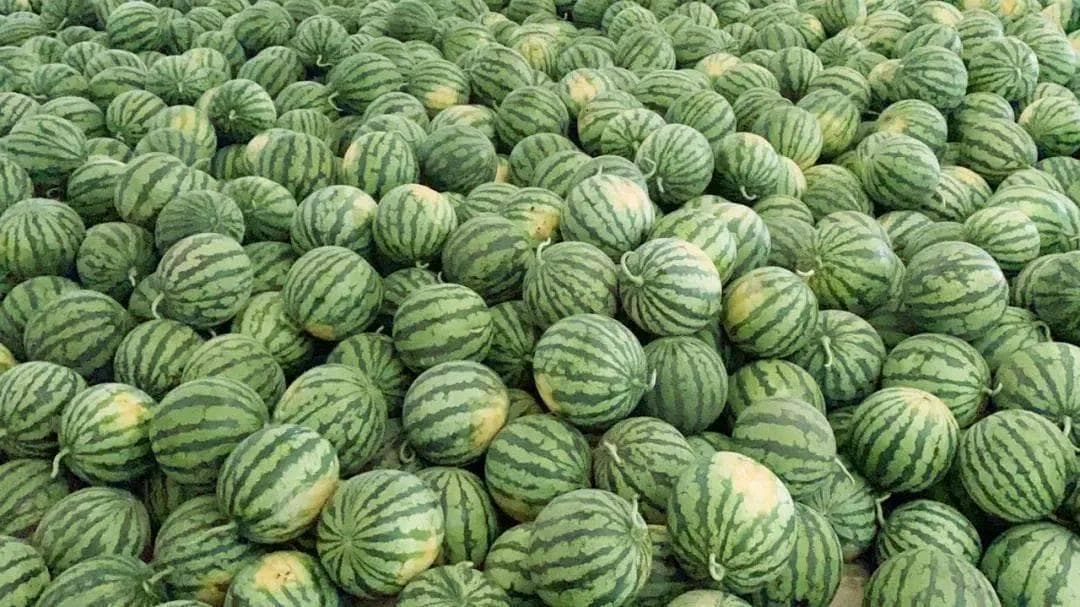 了不起！全国70%的大棚西瓜是他们种的，亩净赚2万，种植面积超57万亩