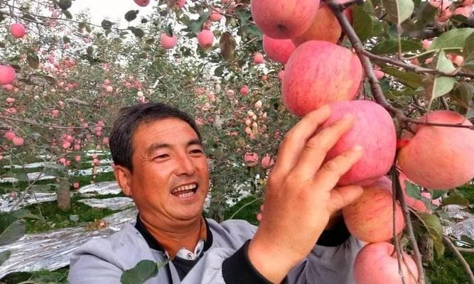 苹果的生长周期及关键因素（从种植到成熟需要多久？什么因素影响了苹果的生长？）