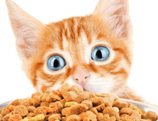 让猫咪吃自助还是定时定量，无须纠结！来告诉你如何选择