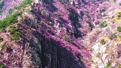 最美青岛四月天 崂山、大珠山等赏花攻略来了