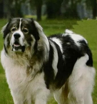 选择适合你的大型犬宠物（了解大型犬品种及价格，打造幸福的宠物生活）