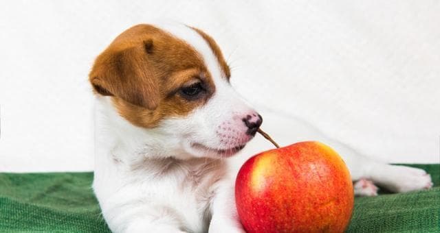 猫咪可以吃苹果吗？安全喂食指南及全面饮食建议
