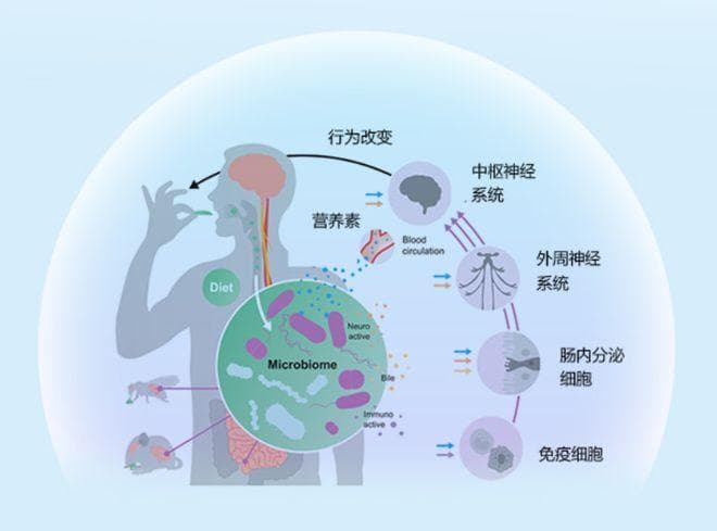 益生菌治疗精神疾病的理论基础和研究进展