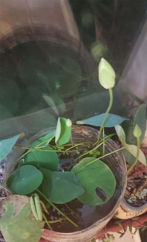 碗莲的种植技巧（如何选择合适的土壤和土配方种植碗莲？）