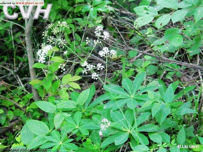 明党参：华东地区著名药材的植物学特征与药用价值
