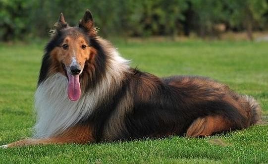 苏格兰牧羊犬的驱虫知识