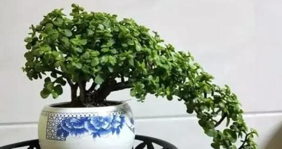 金枝玉叶的浇水时间和正确方法（让你的金枝玉叶常青不凋萎，浇水技巧全攻略）