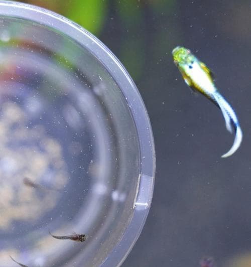 孔雀鱼在十二三度水温下繁殖生小鱼的奇迹