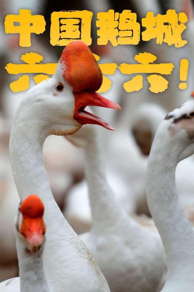 承包你羽绒自由的“中国鹅城”，99%的人都会念错她的名字！