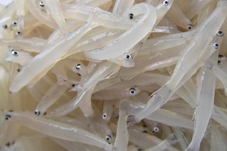 银鱼是淡水鱼还是海鱼？双重身份淡水海水都能游？