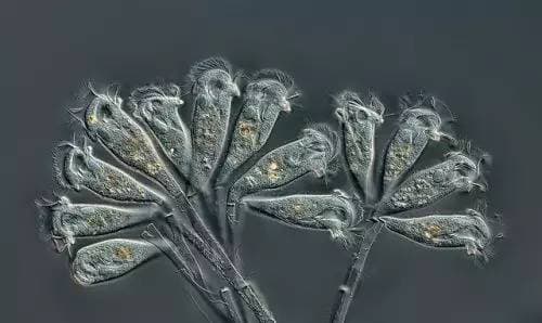 水产养殖必知：12种常见鱼类寄生虫图鉴