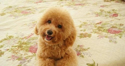 泰迪犬的饲养全指南（如何成为泰迪犬的好主人？）