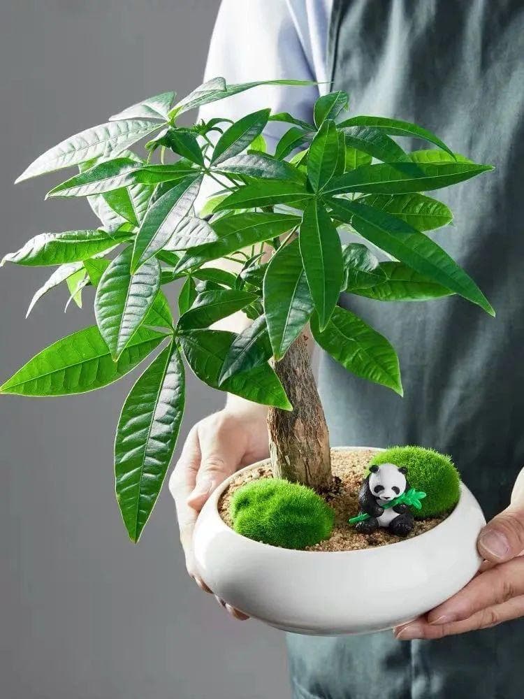 发财树晒太阳的正确方法（夏天养发财树，记住四个“不”，越养越招财）