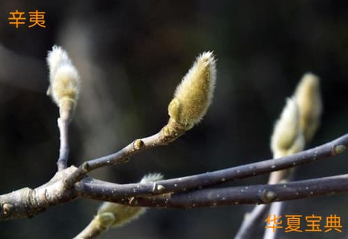 辛夷：传统中药的瑰宝