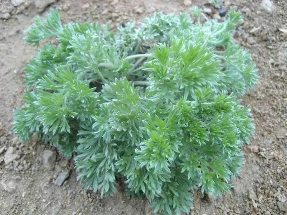 吃野菜要注意！这4对“孪生”野菜别挖错了，一种能吃一种不能吃