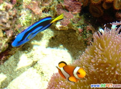 海水缸培养消化细菌（图）