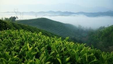 茶的奥秘：10个专业精确技巧，让你的茶杯与众不同