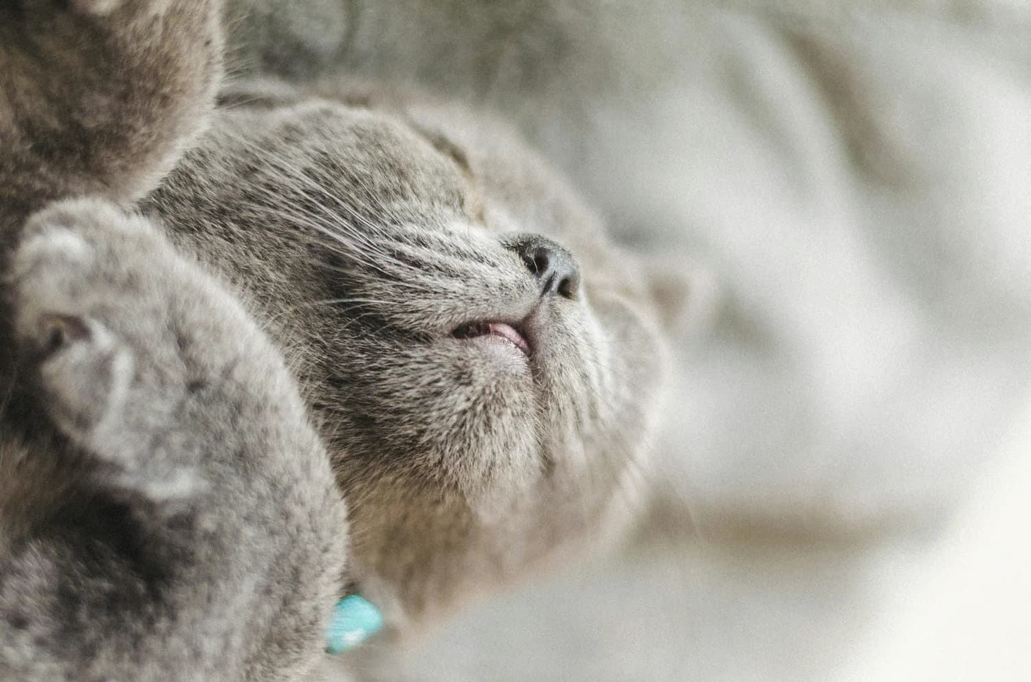 冬季猫咪鼻炎高发，这些护理要点请收好！