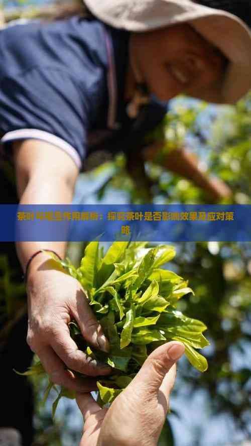 茶叶与药物相互作用解析：探究茶叶是否影响药效及应对策略