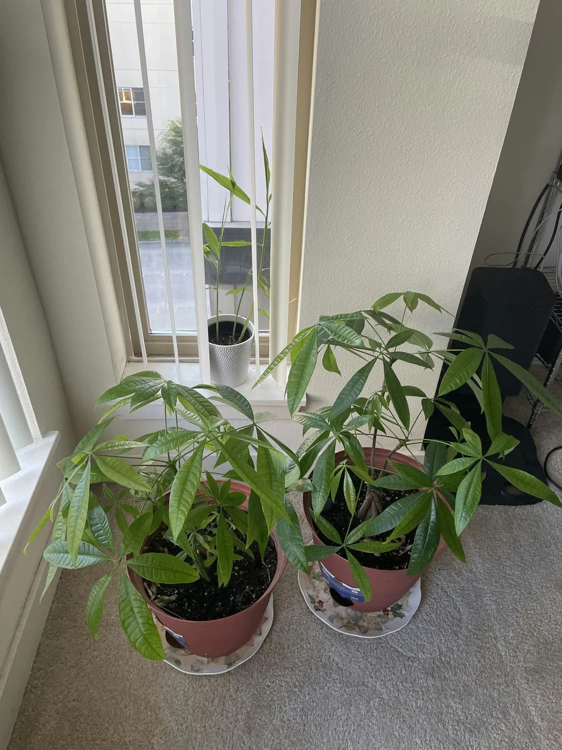 春三七药效最强，四招教你轻松辨别真伪
