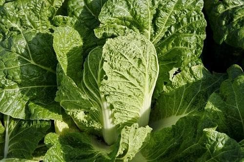 夏秋白菜病虫害的无公害防治技术